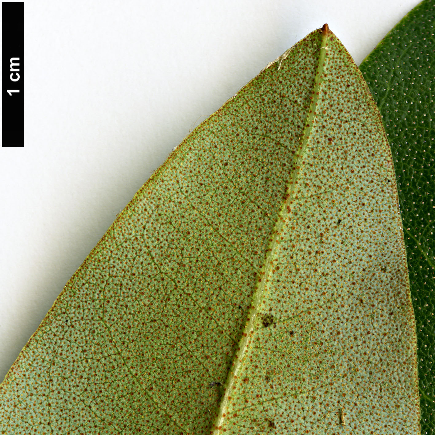 High resolution image: Family: Ericaceae - Genus: Rhododendron - Taxon: cinnabarinum - SpeciesSub: subsp. xanthocodon